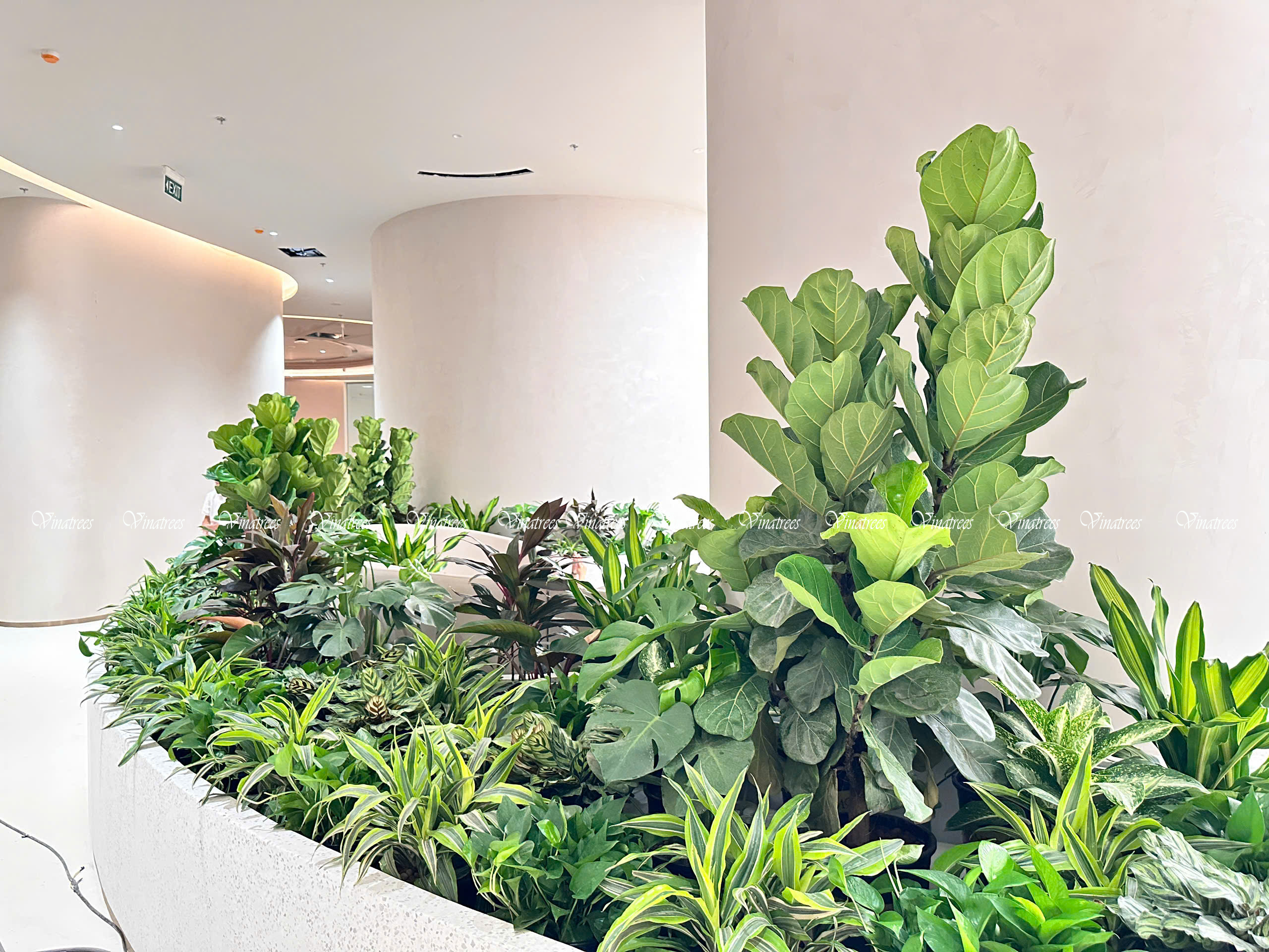 Cây Bàng Singapore mang lại nguồn năng lượng dồi dào và sự vững chái trong tài chính